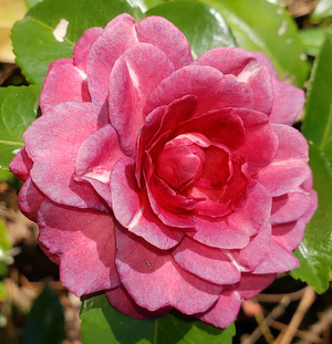 Purple Haze Sasanqua Camellia, Camellia sasanqua 'Purple Haze'